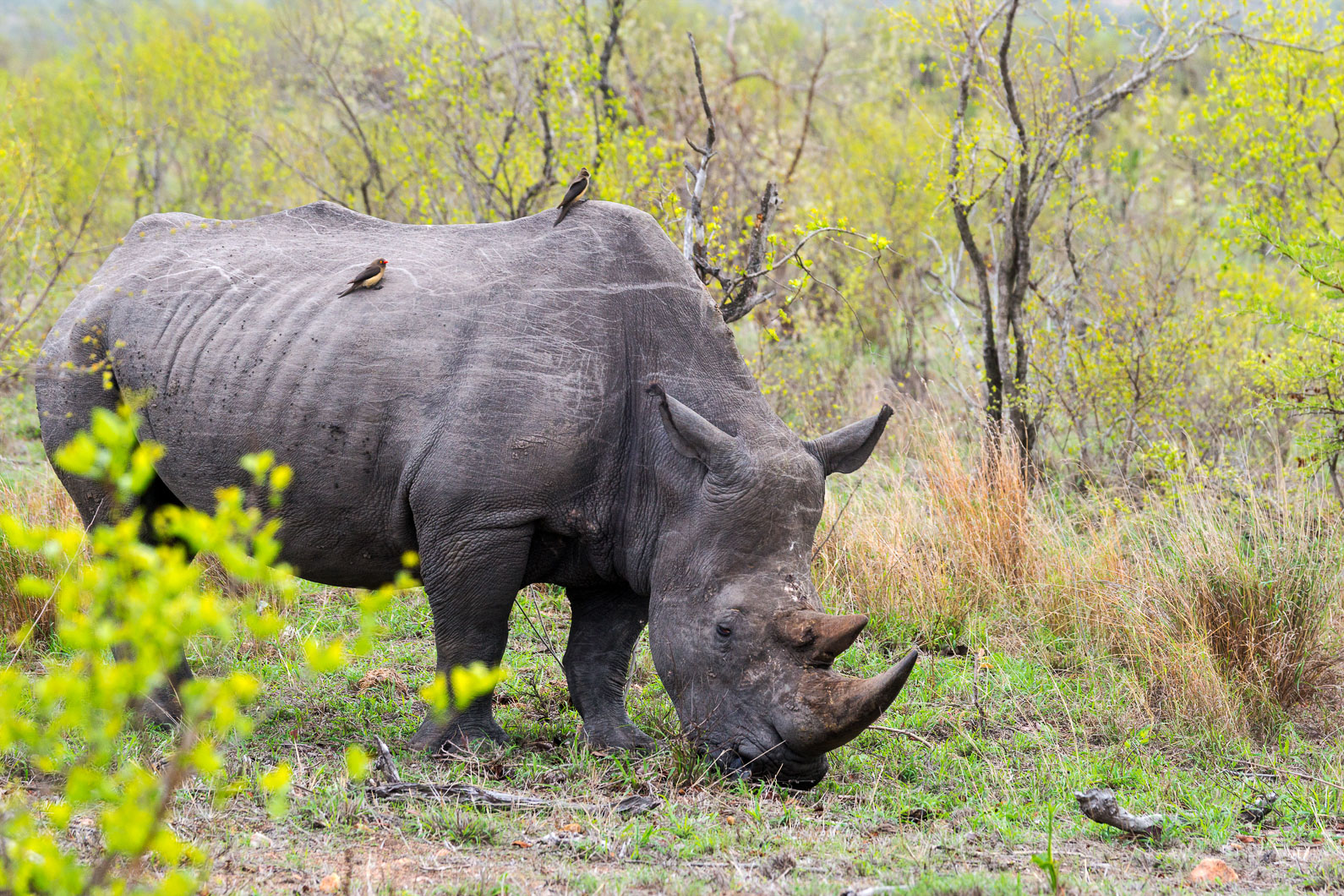 20161113 084015 Nashorn